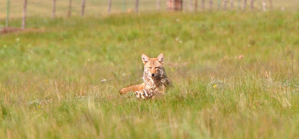 Coyote and badger by Larry Lamsa