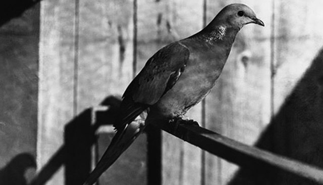Martha Passenger Pigeon