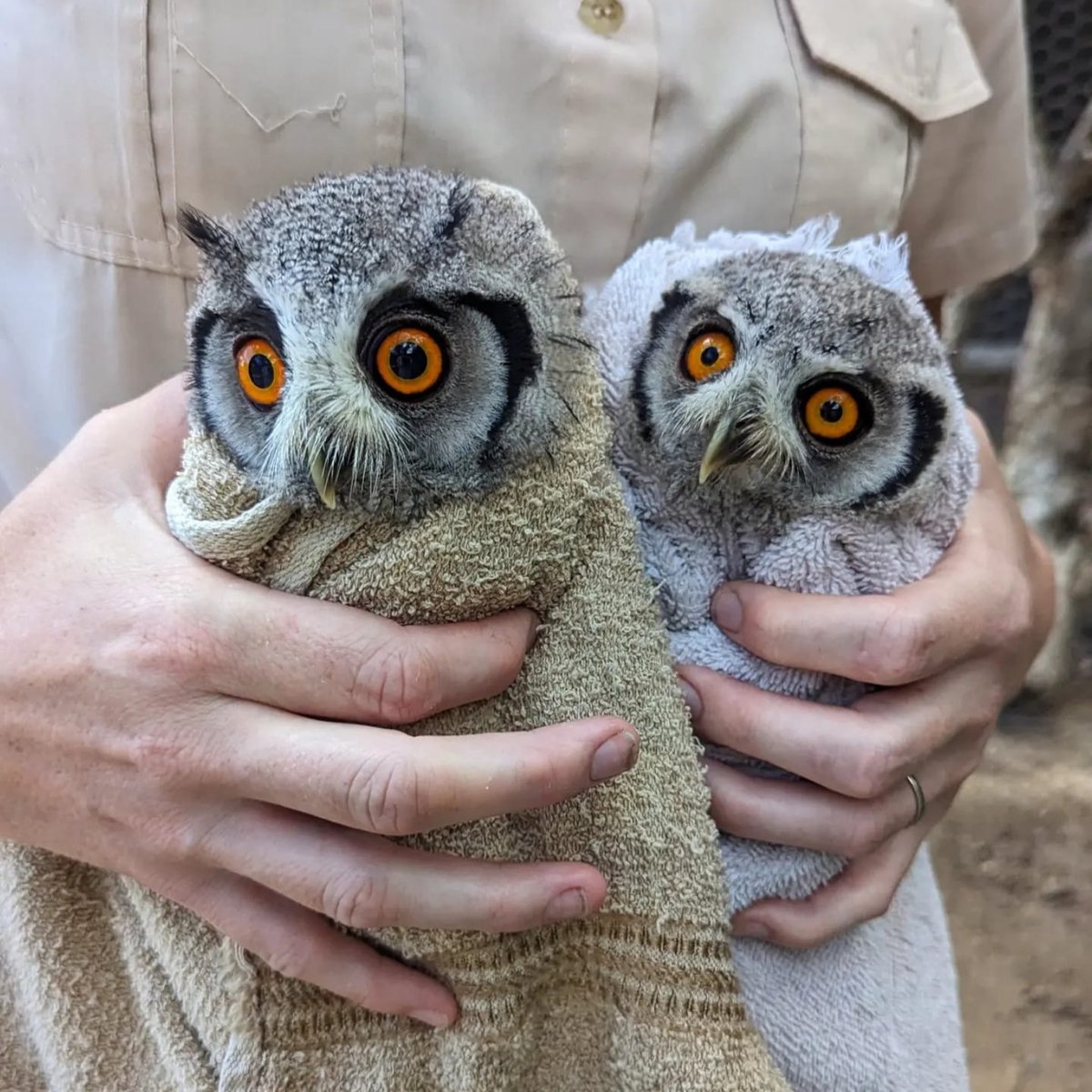 two owls wrapped in towels