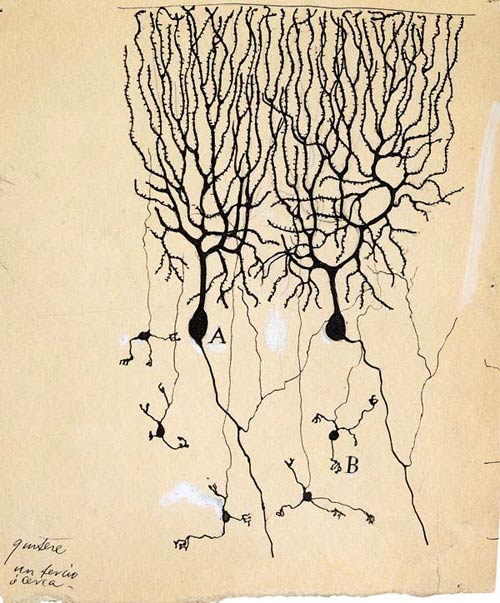 Neurons In Brain. What the rain looks like