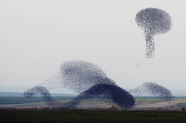 Image result for murmuration of starlings