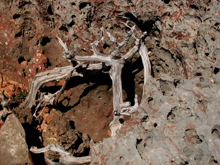 Soon to be driftwood