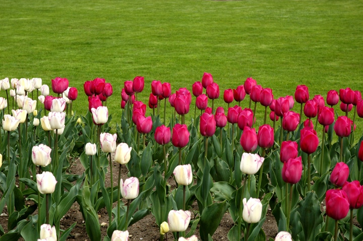 Tulips