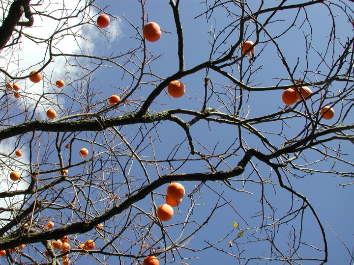Fruit tree