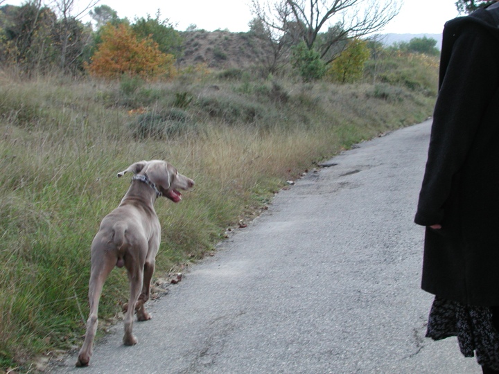 The most famousest dog on the Internet