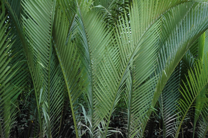 Palm fronds