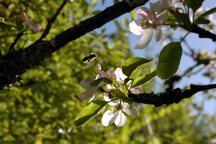 Let me tell you about the bird and the bees