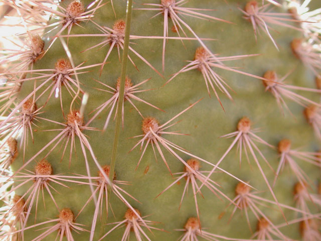 the business end of a cactus