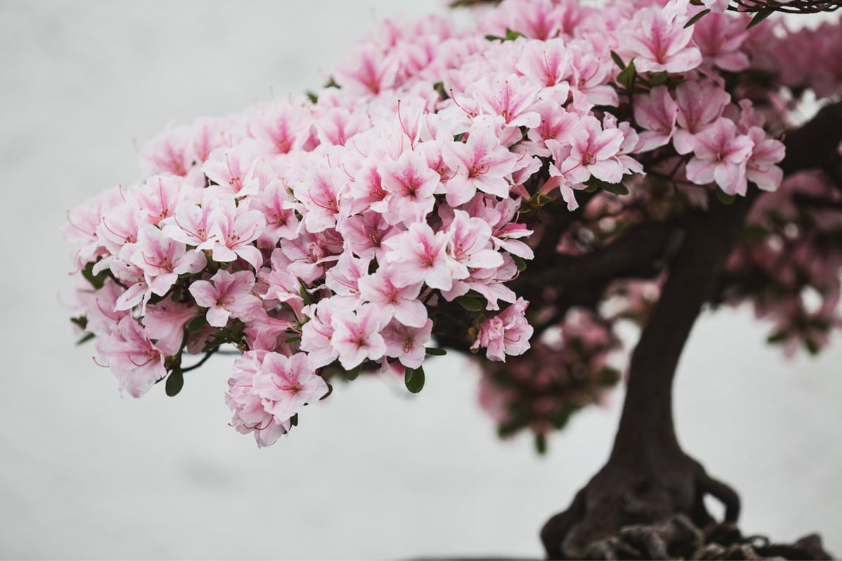 photo of a bonsai tree with delicate pink flowers