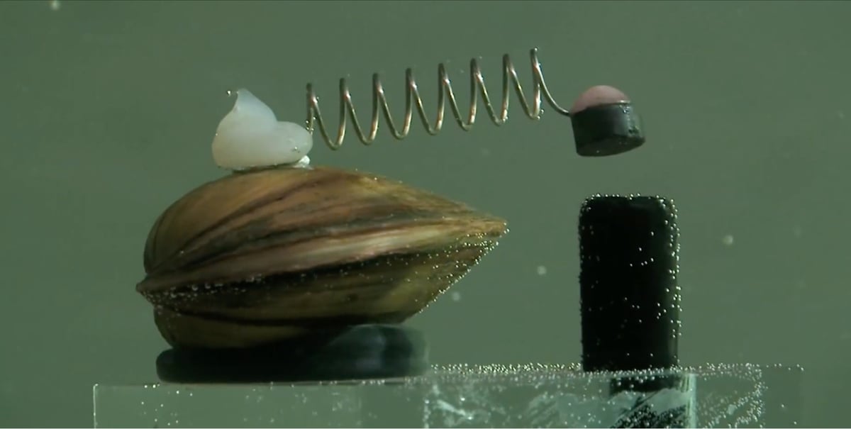 a clam with a detector glued to its shell