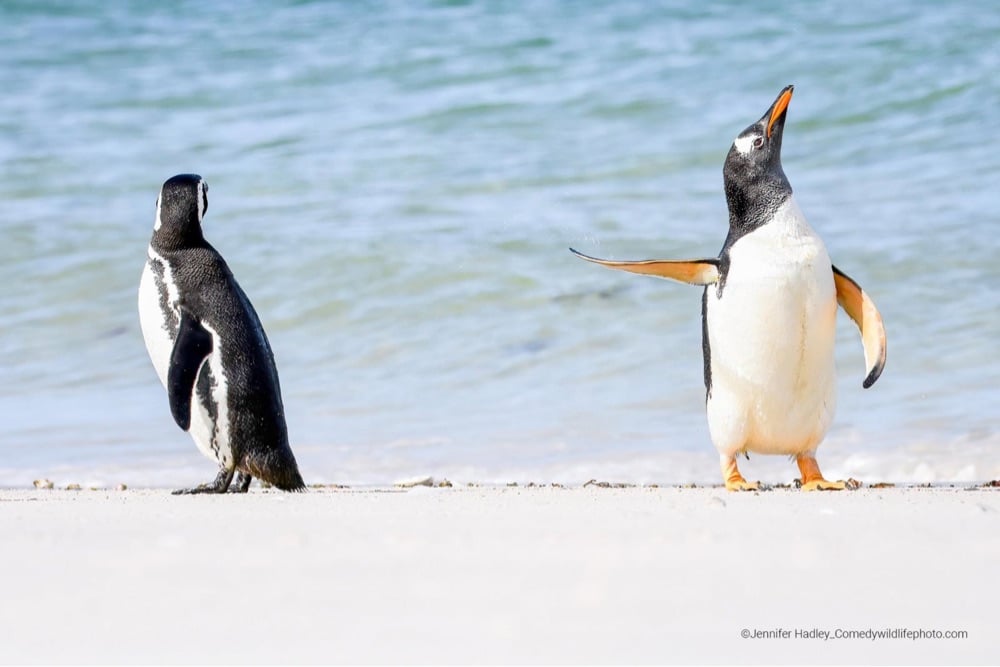 one penguin gesturing to another, as if to say 'talk to the hand'