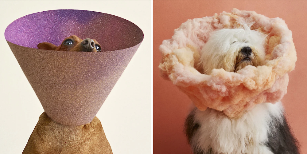 cone-of-shame-mishka-ryder-dog-portraits.png