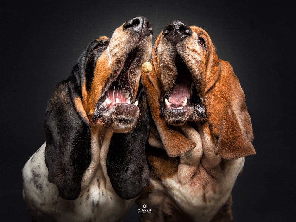 Dogs Catching Treats