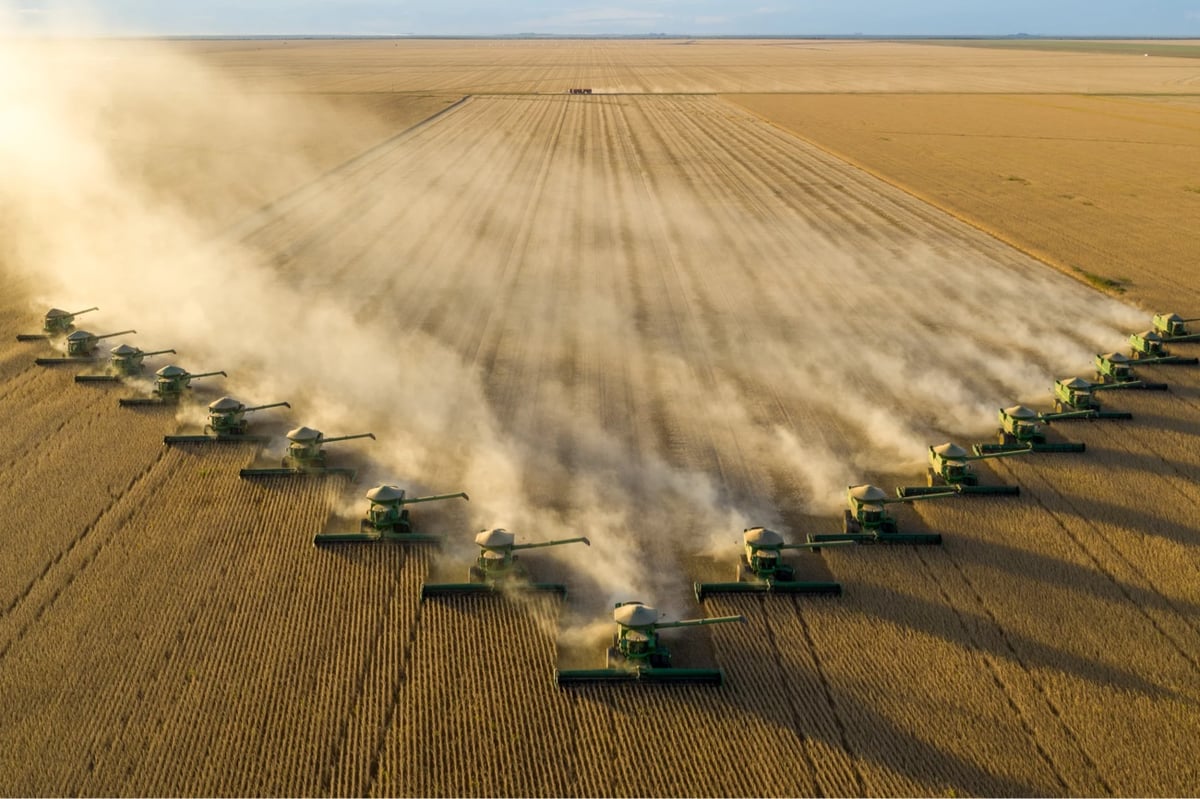 a phalanx of combines harvest grain