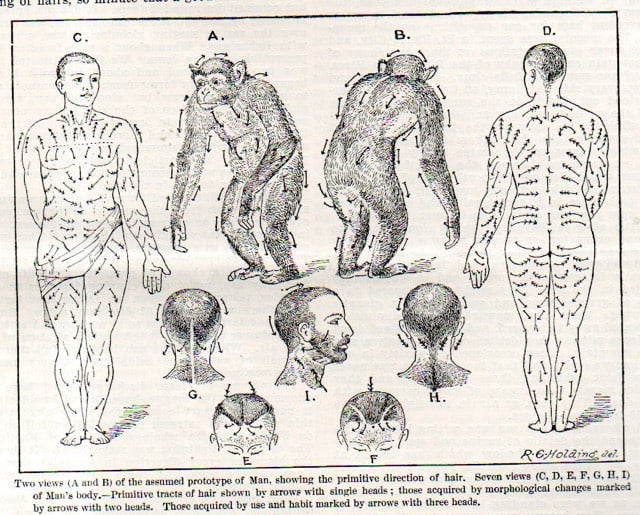 Human Hair Flow Map