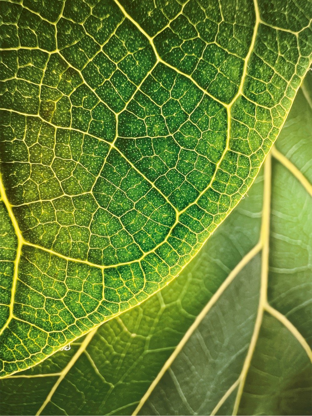 closeup shot of the structure of a plant leaf