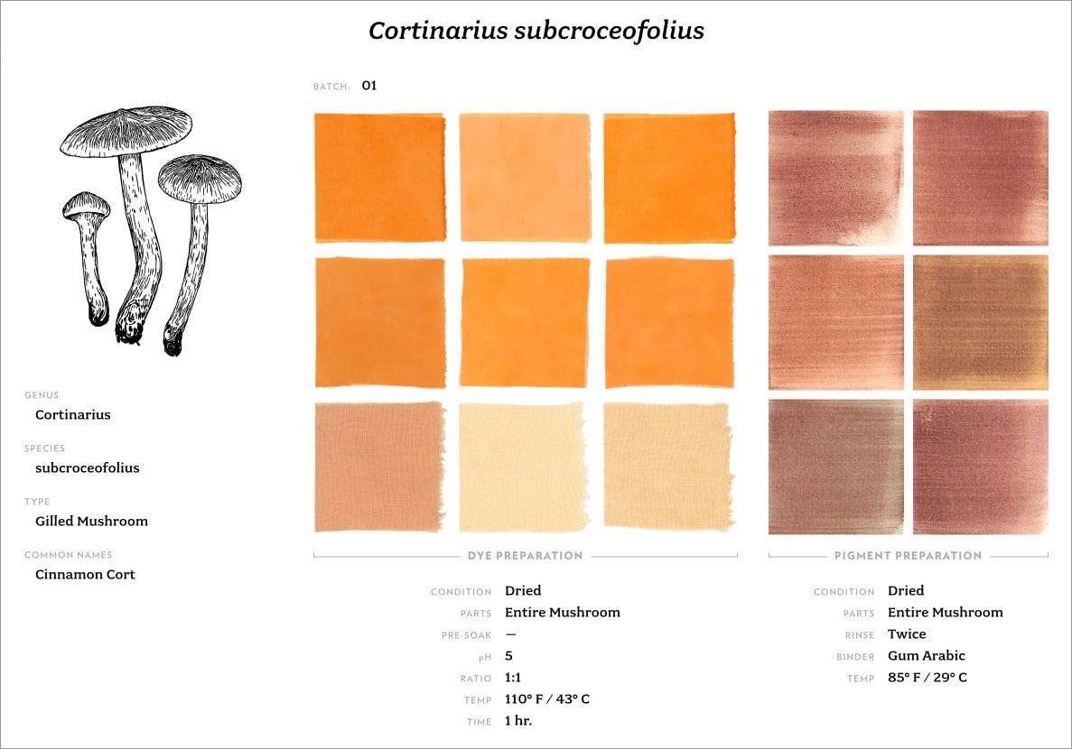 a collection of dye colors from the cortinarius subcroceofolius mushroom