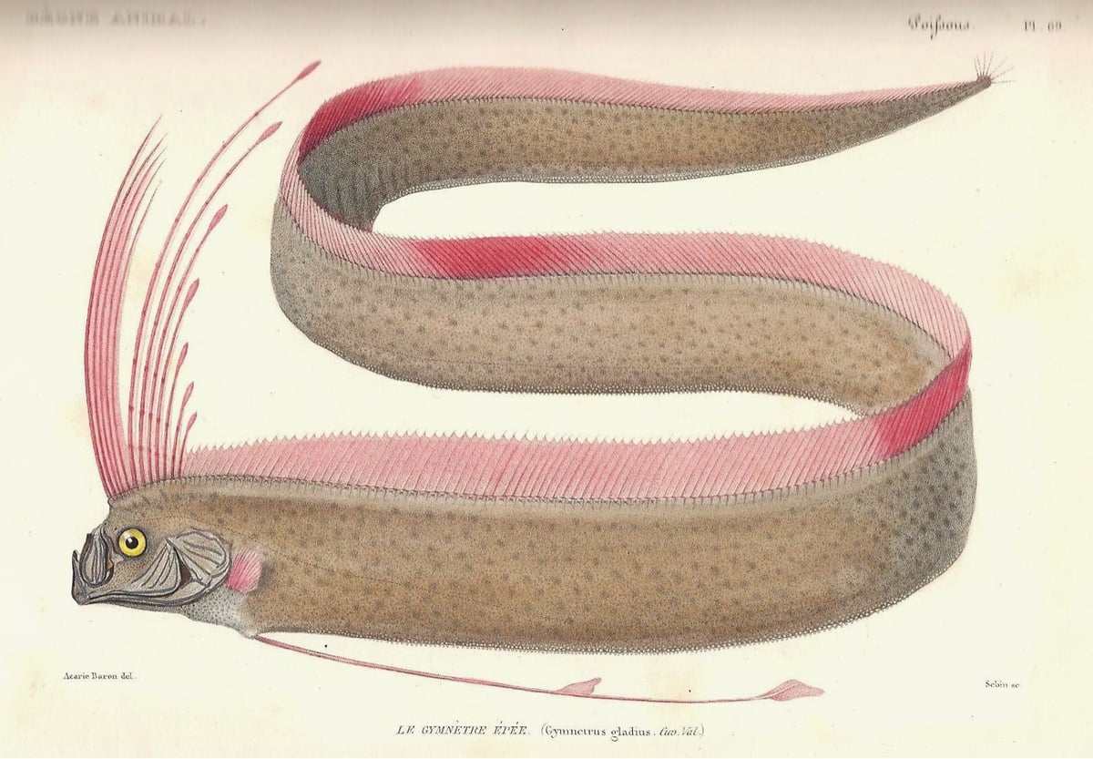 illustration of an oarfish, a long, eel-like fish with a red fin running the length of its body