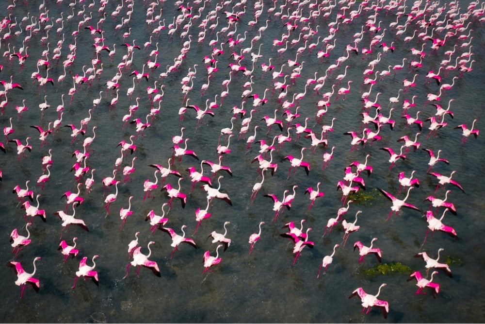 a flock of flamingos from overhead