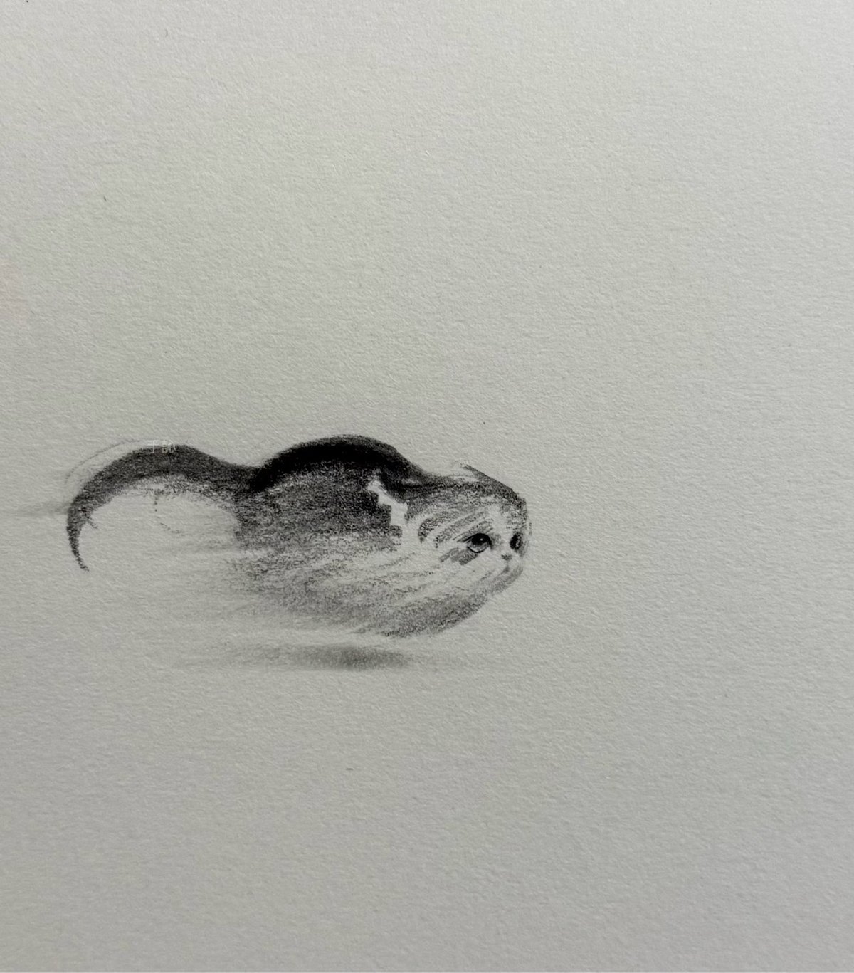 a graphite drawing of a cat in thick strokes