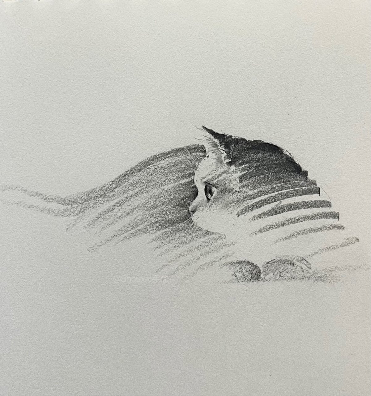 a graphite drawing of a cat in thick strokes
