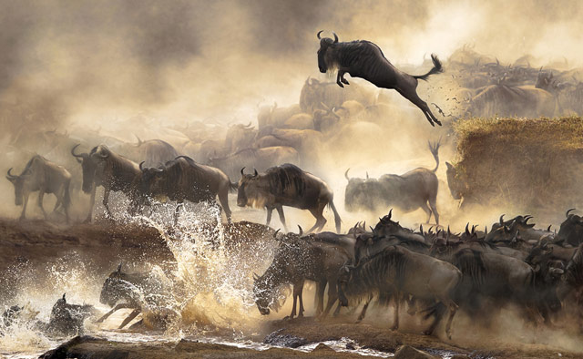 Wildebeest Bonnie Cheung