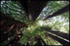 big fricking trees