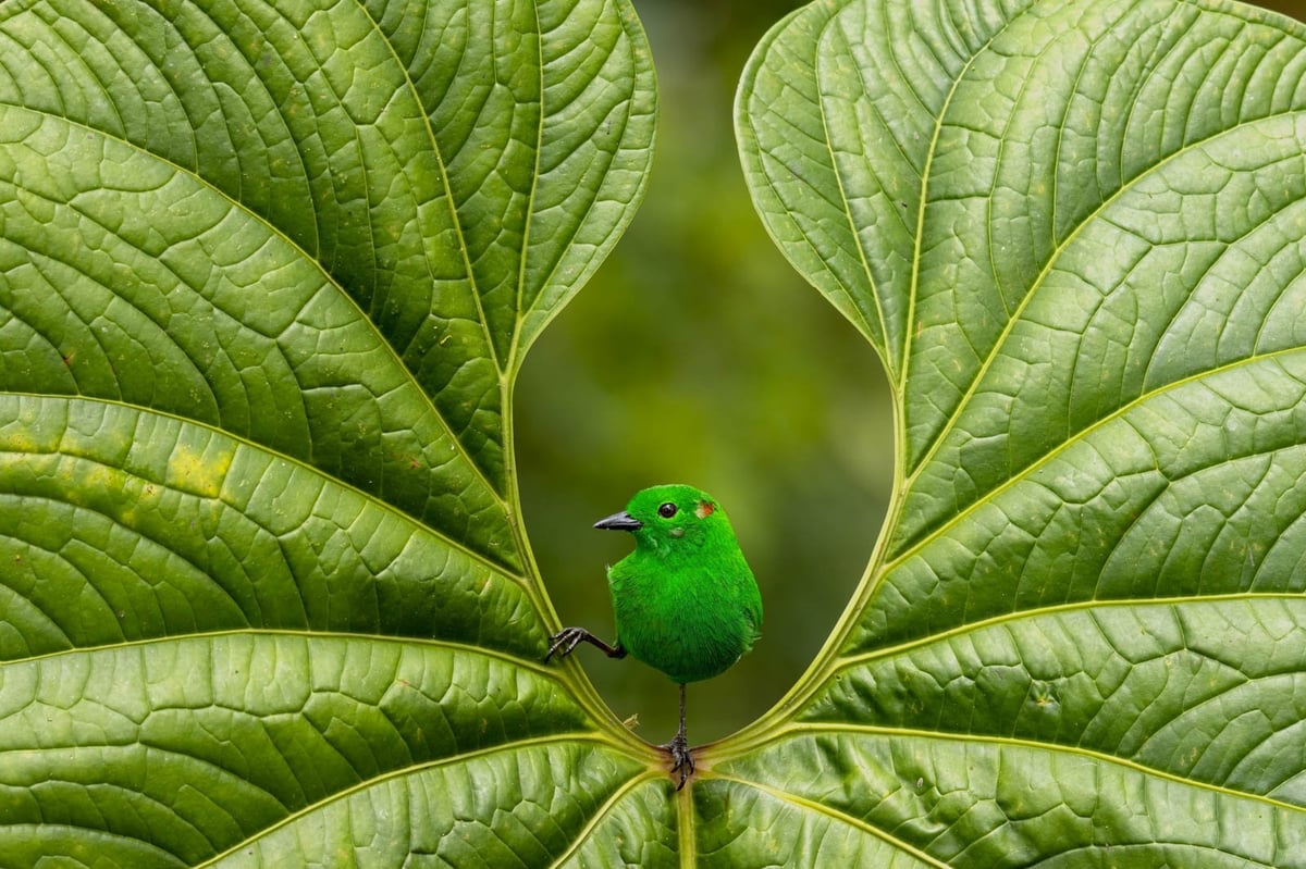 a vivid green bird sitting in the midst of a large green leaf