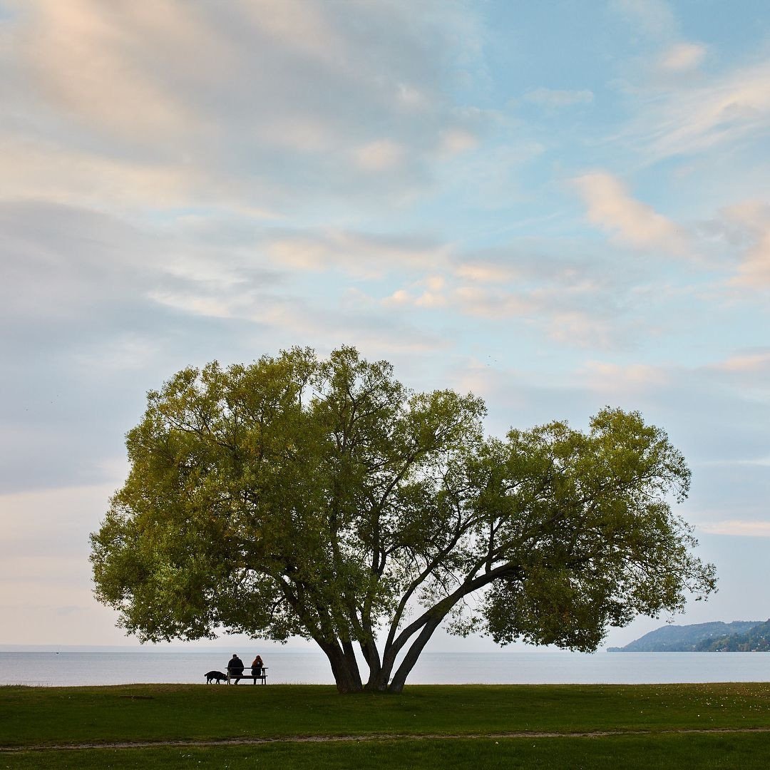 photo of a tree that resembles a broccoli floret