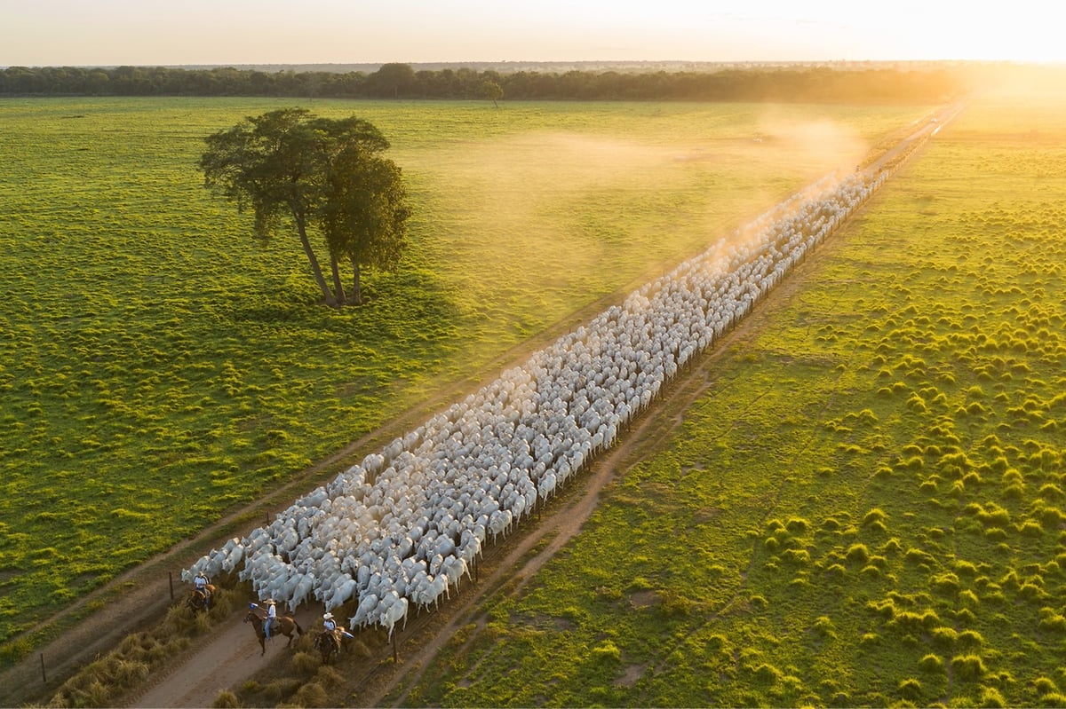 a herd of white cattle being led down a road