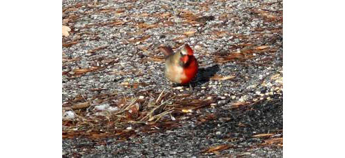 Gynandromorphic Cardinal