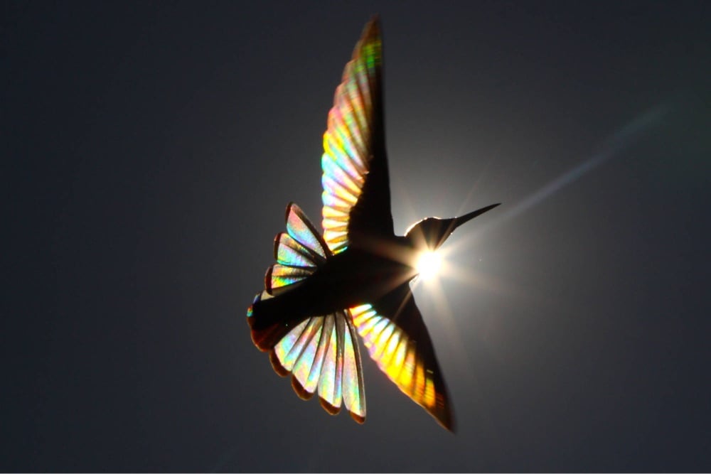 a hummingbird hovers in front of the sun, it's wings lit up like rainbows