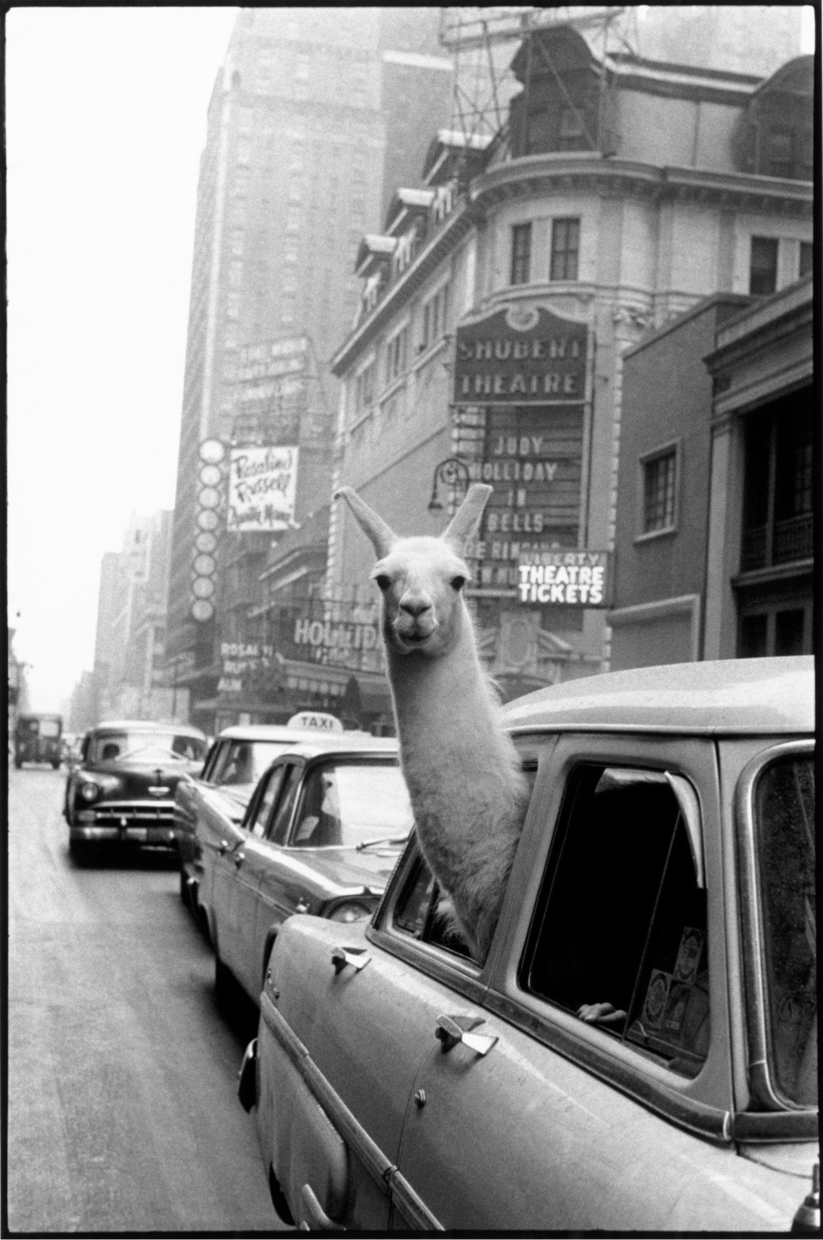 Inge Morath Llama