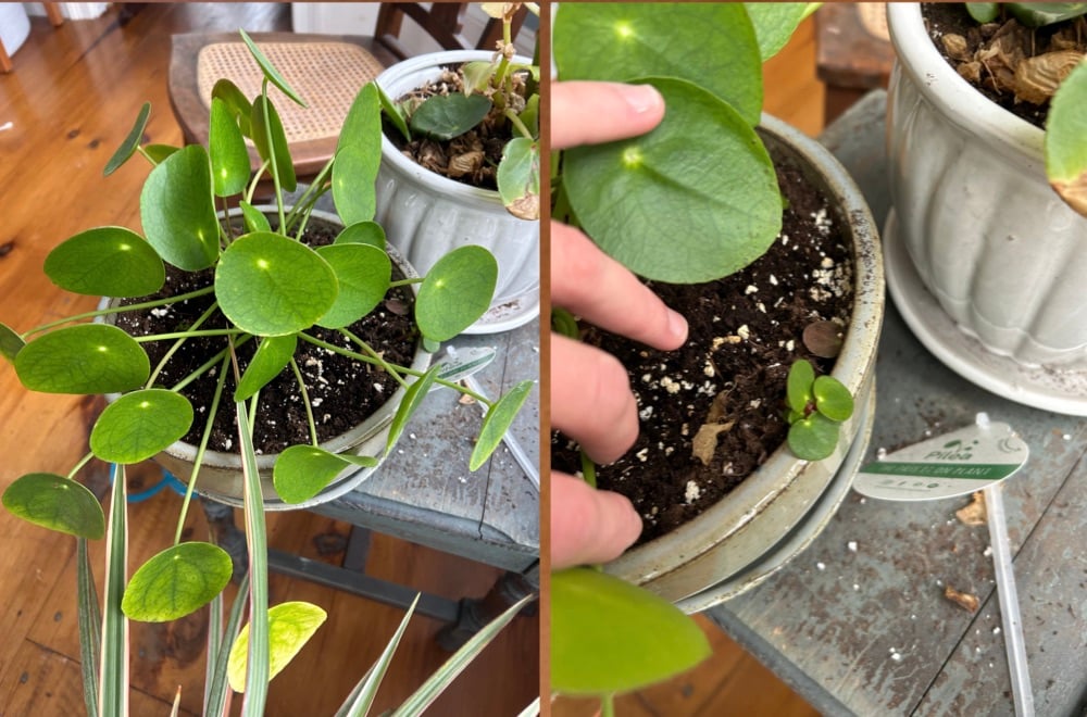 pilea-and-babies-copy.jpg