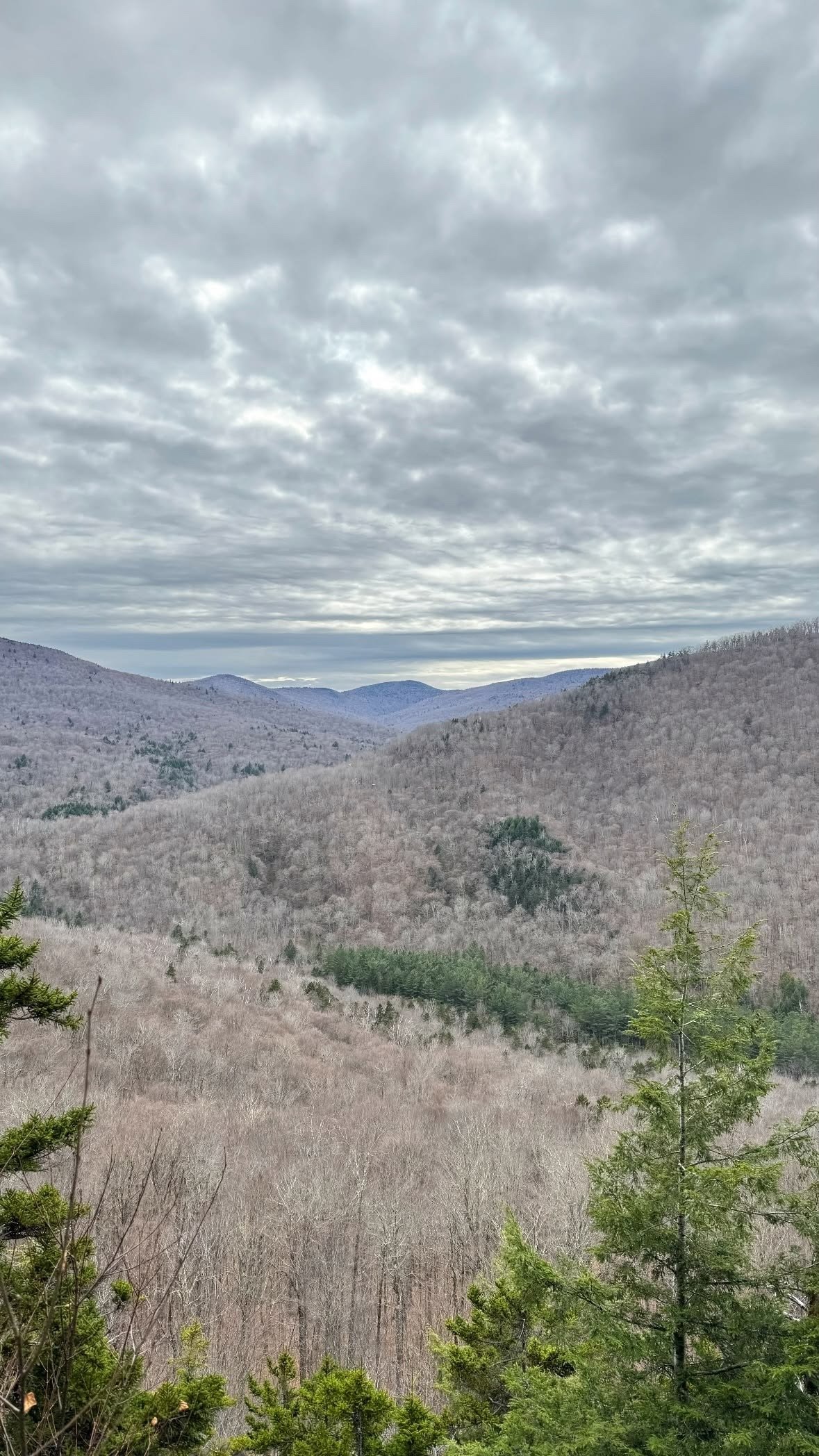 hills covered with barren trees