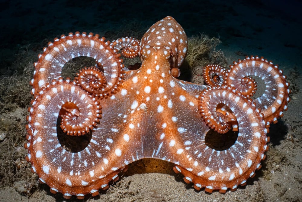 an orange octopus with white spots poses