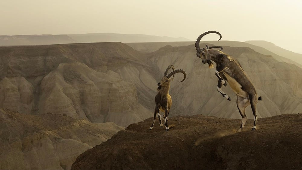 two ibex clash on top of a hill