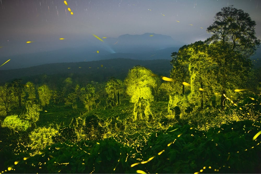 fireflies light up a jungle at night