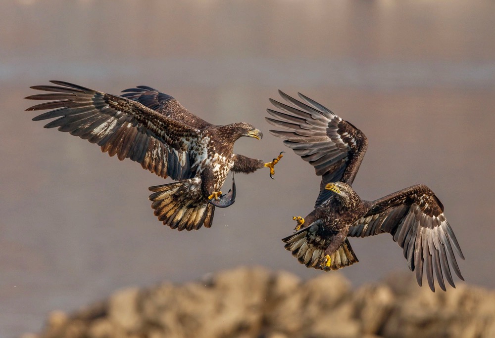 two eagles fighting in mid-air over a fish