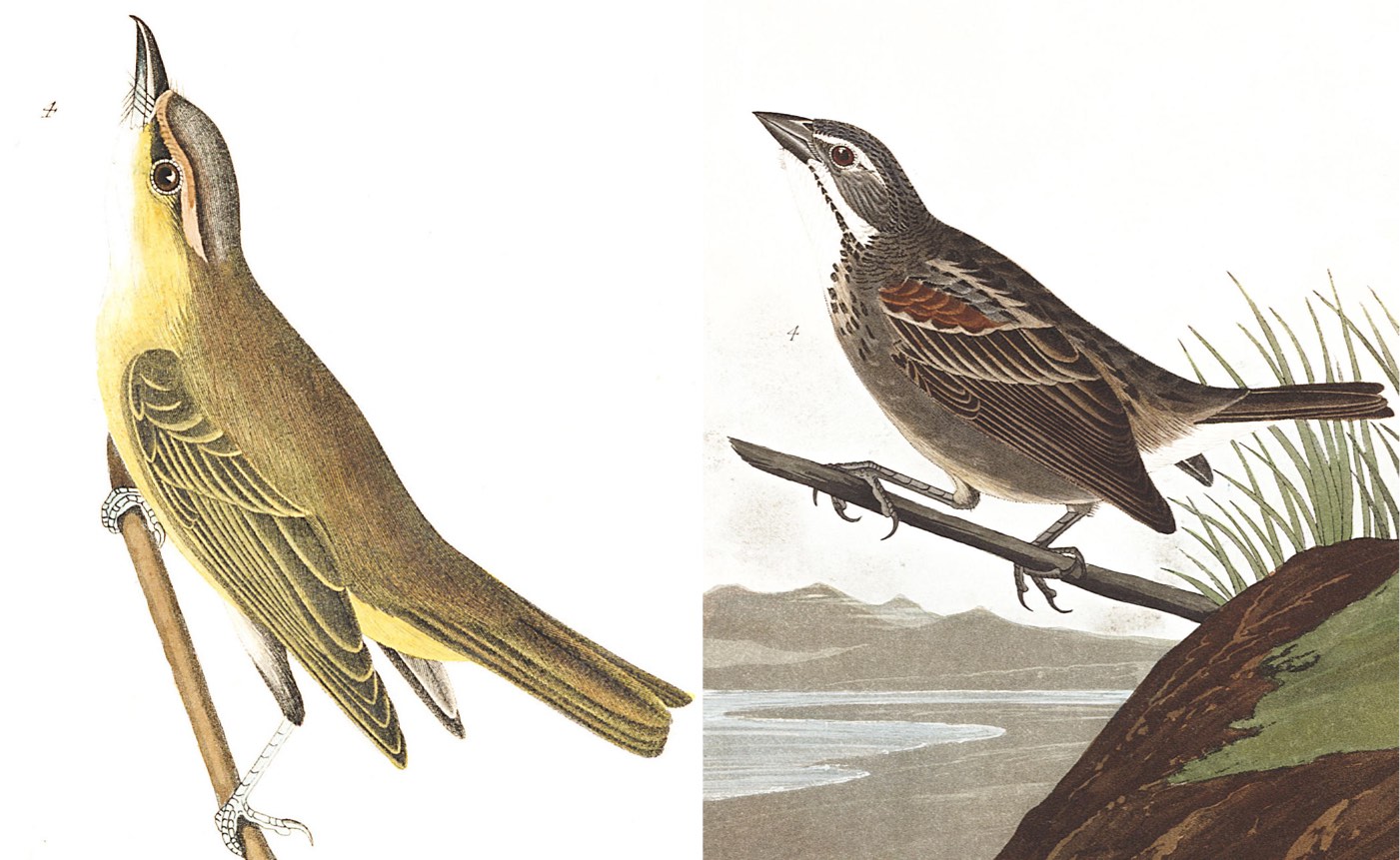 Audubon mystery bird
