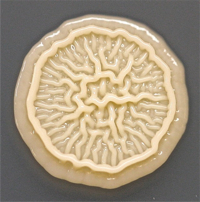 Bacteria Handprint Closeup