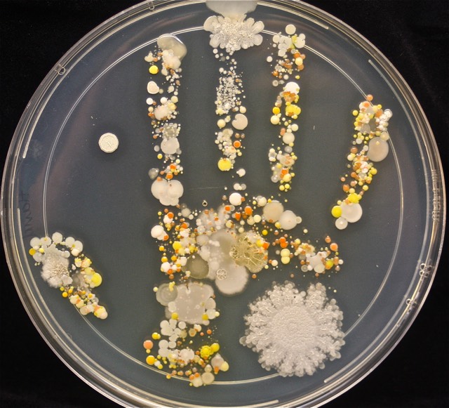 Bacteria Handprint
