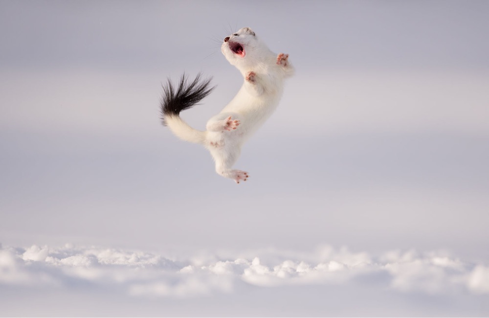 a white stoat leaps in the snow