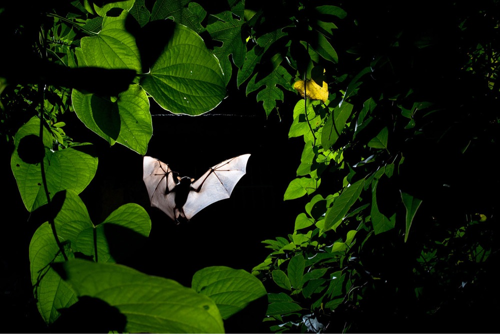 surrounded by trees, a back-lit bat flies in the night sky