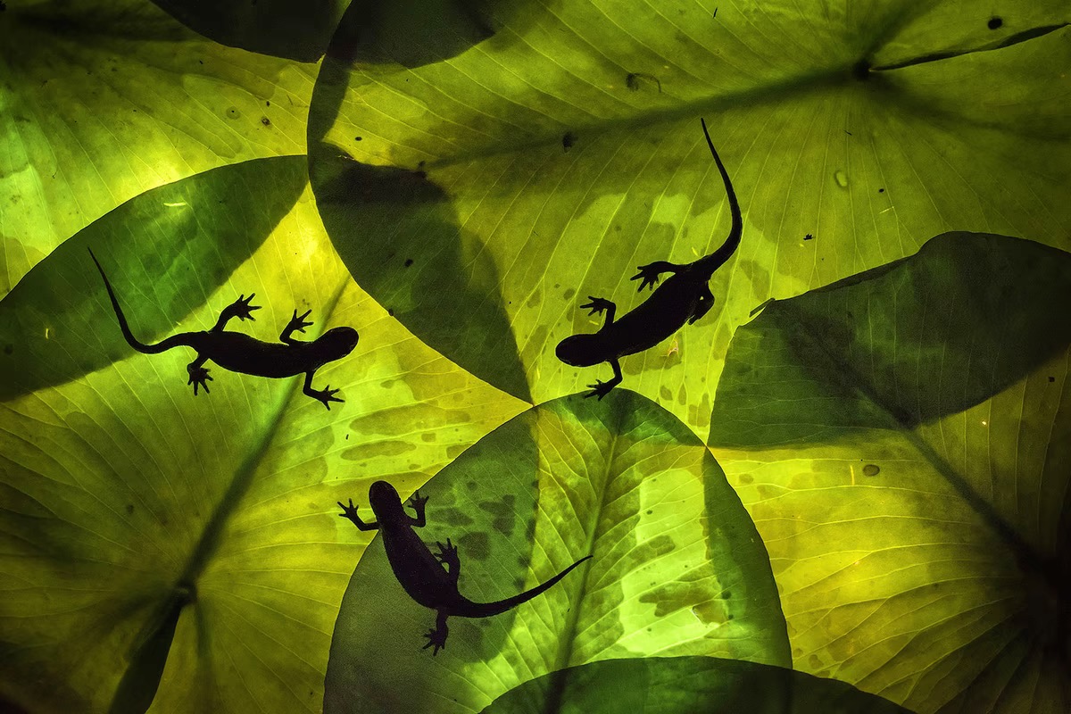 three lizards silhouetted on large green leaves
