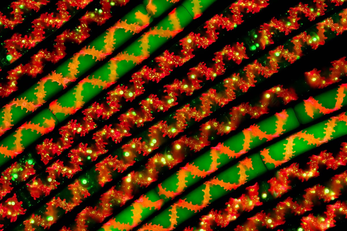 closeup view of algae's spirally shaped chloroplasts