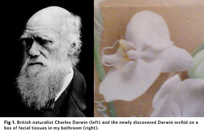 Charles Darwin and his orchid