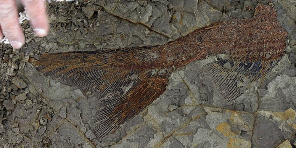 Depalma Fossil Fish