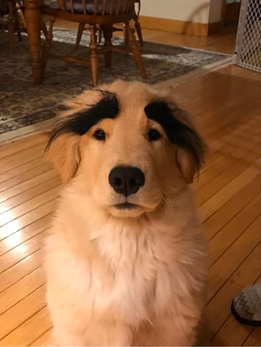 a dog that looks like Martin Scorsese