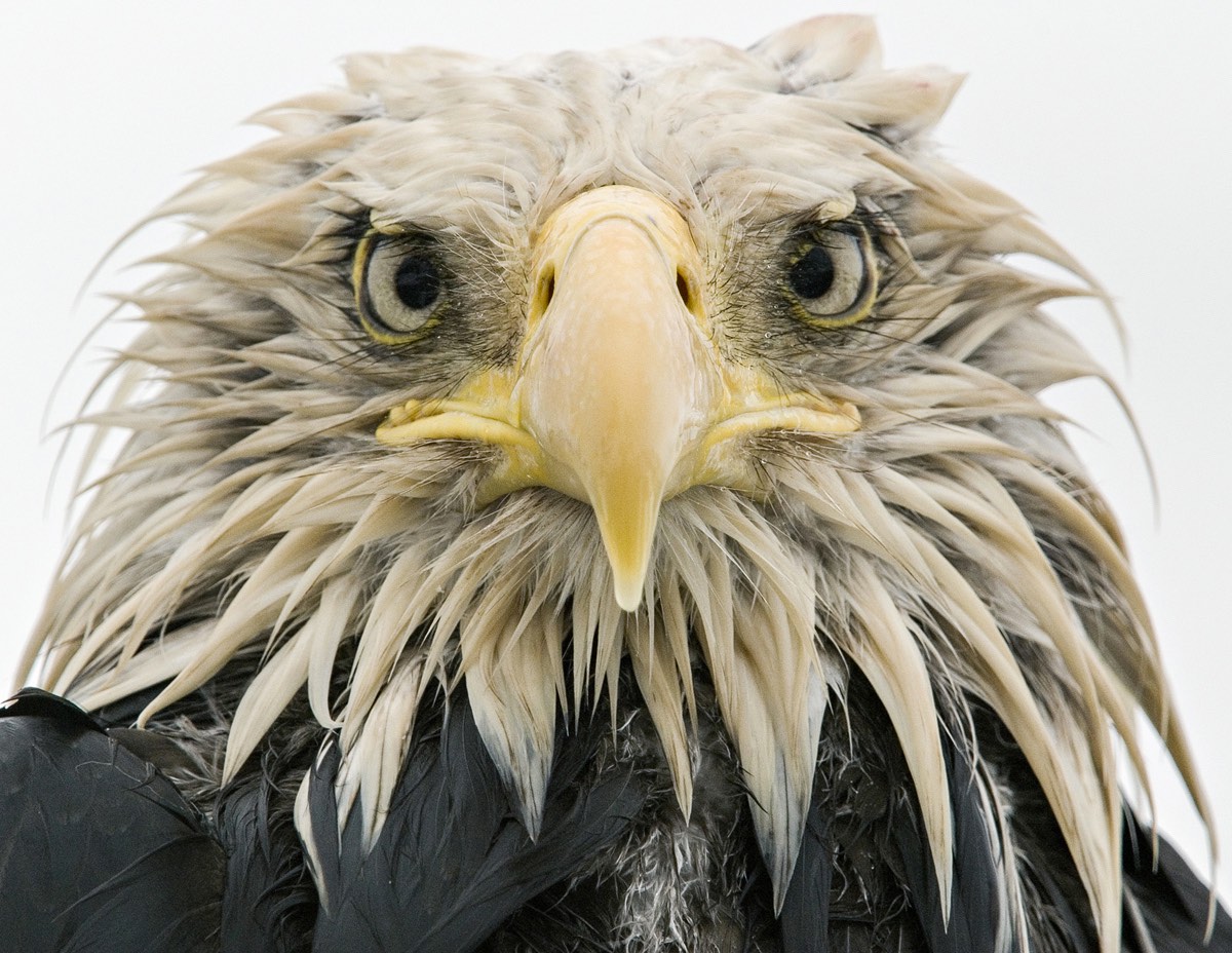 Haggard Eagle
